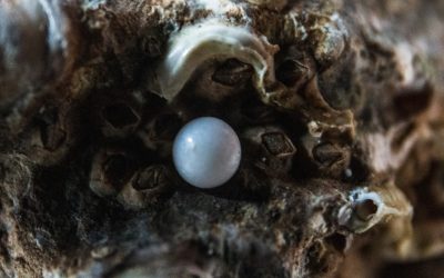 Parels: Het Juweel uit de Oceaan